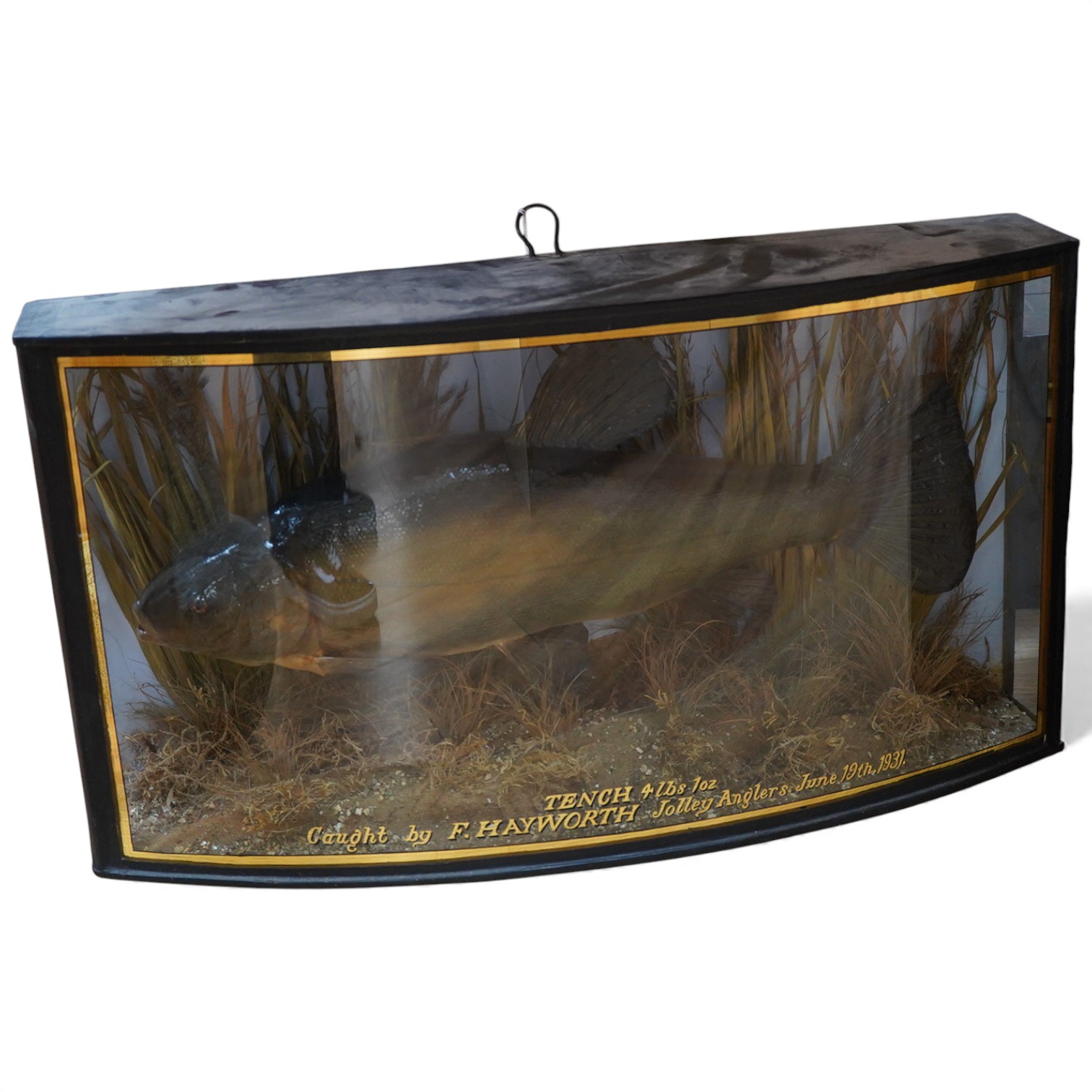 A taxidermy tench in a glazed bow fronted case, the glass with applied gilt lettering reading; ‘Tench 4lbs 1oz, Caught by F. Hayworth Jolley Anglers June 19th. 1931.’, 63.5cm wide, 34.5cm high